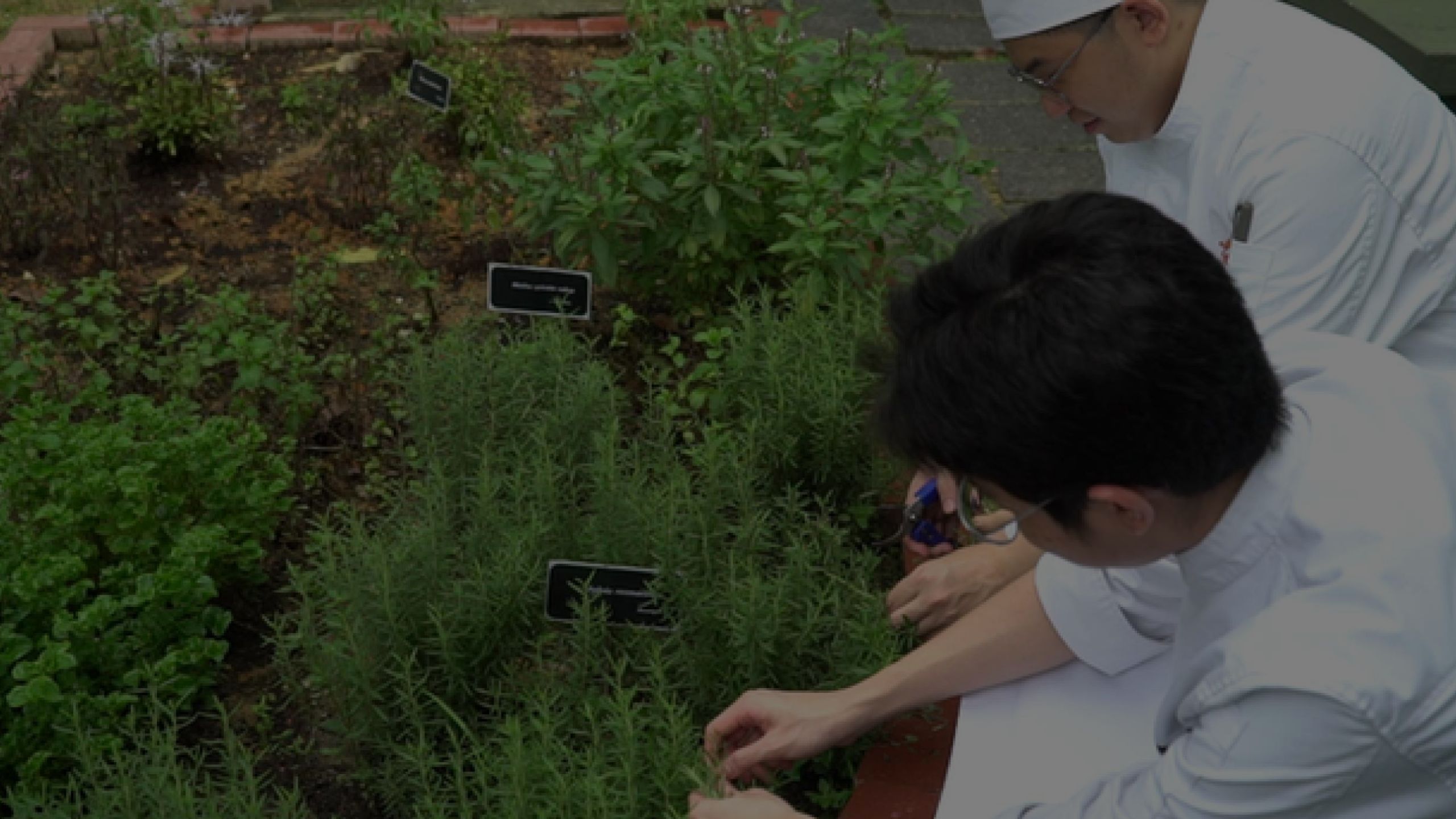 What We Do Green Projects