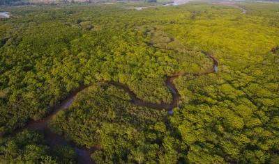 Mangrove forest