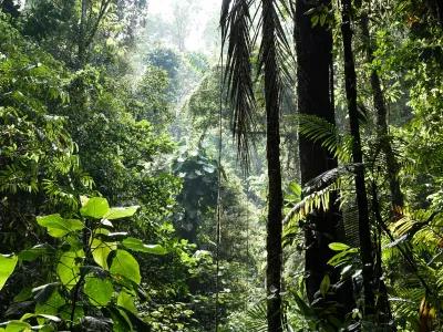 Trees in forest