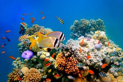 fish in ocean