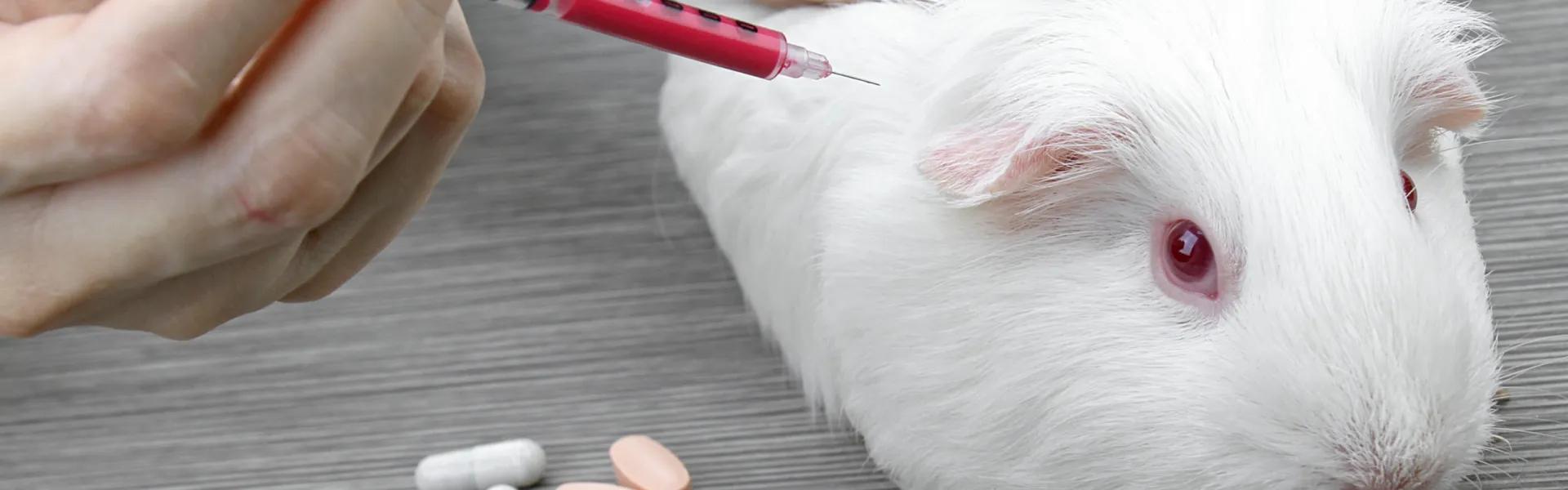 Rabbit being tested