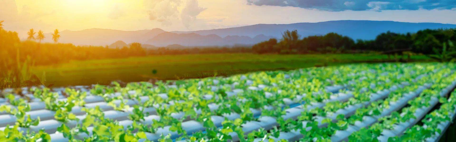 Sustainable Farm