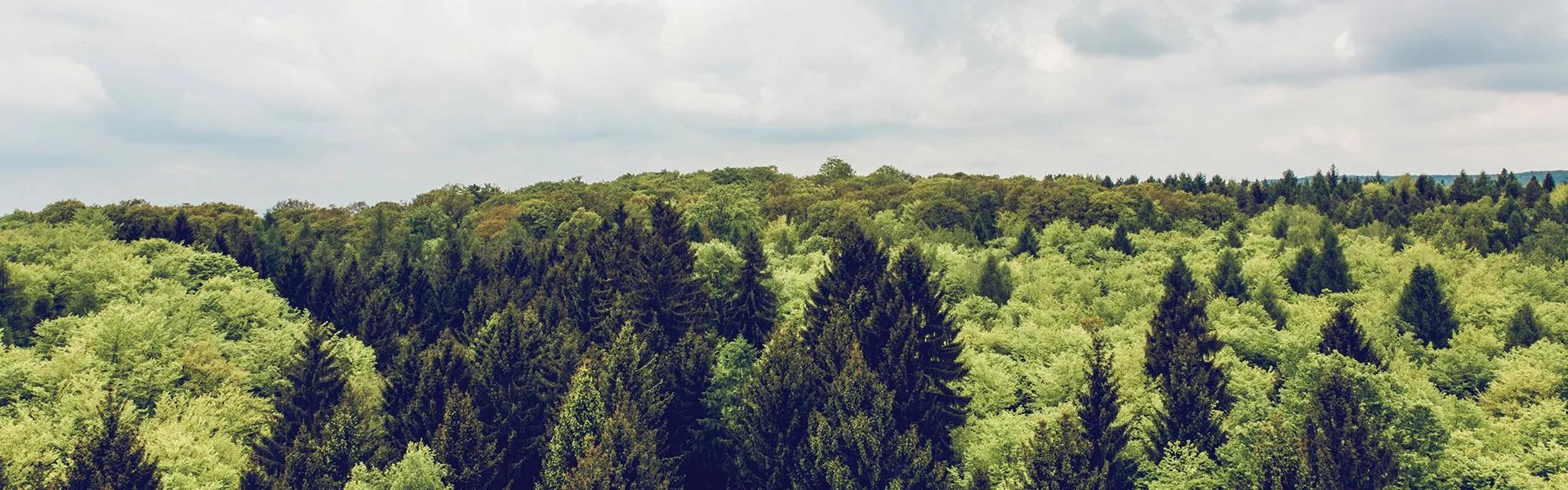 Forest ecosystem