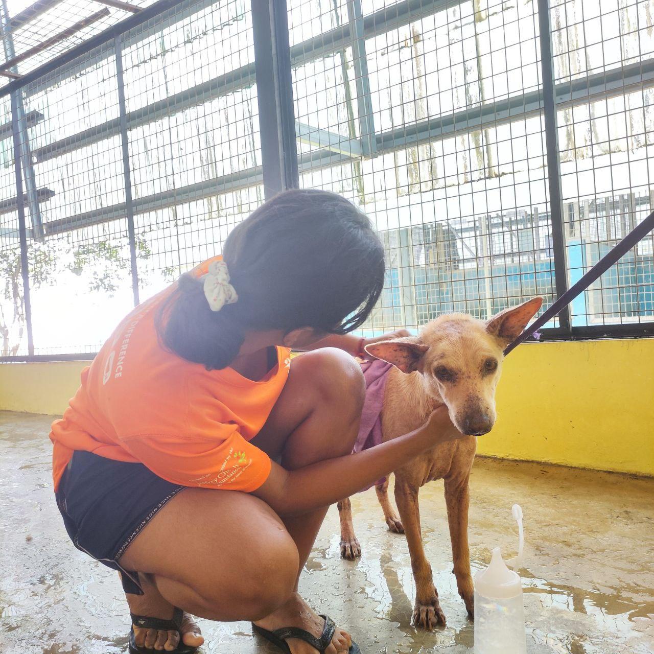 A Tail-Wagging Day at KL Pooch Resort &amp; Rescue