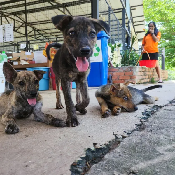 A Tail-Wagging Day at KL Pooch Resort & Rescue