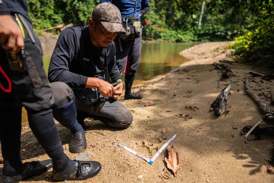 Groundbreaking Study Links Tiger Trafficking to Human Exploitation