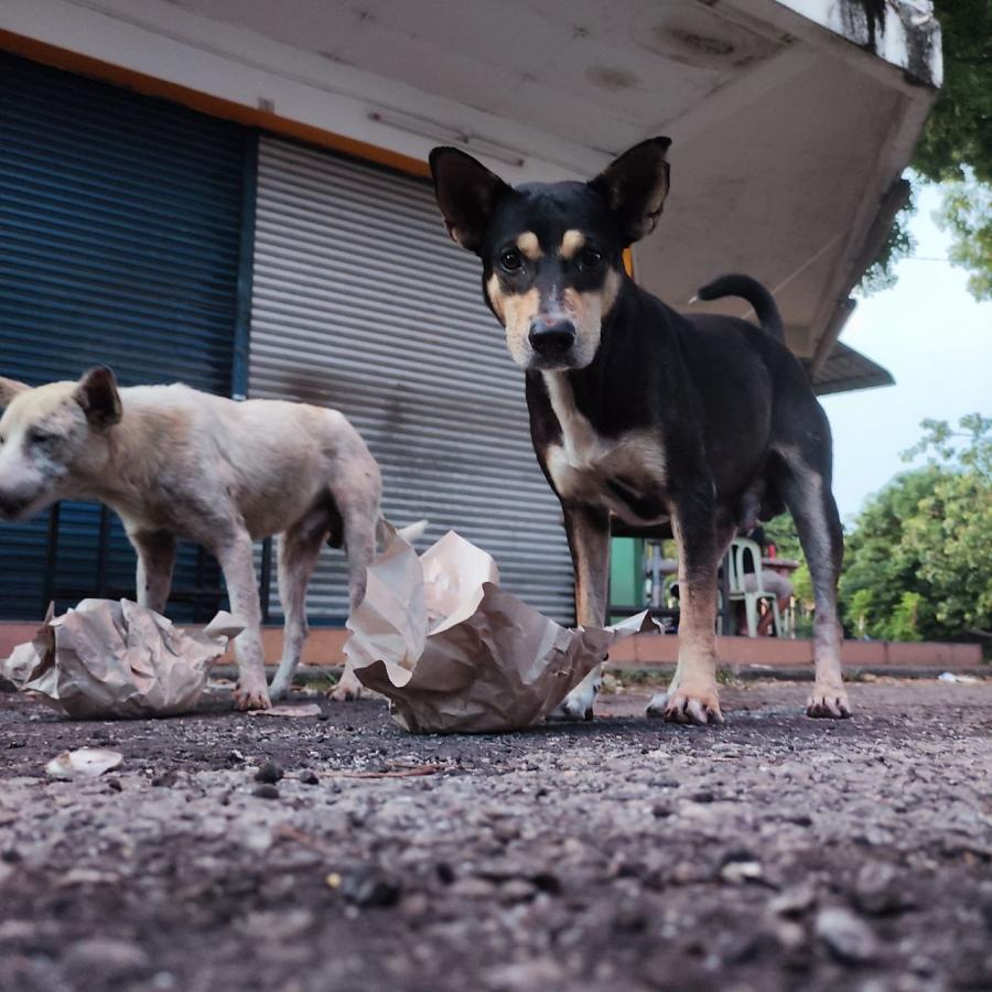 The Zero Stray Project