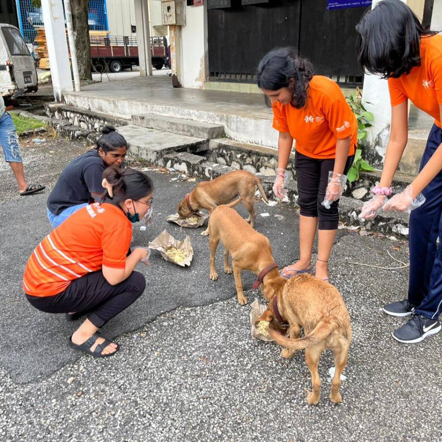 The Zero Stray Project