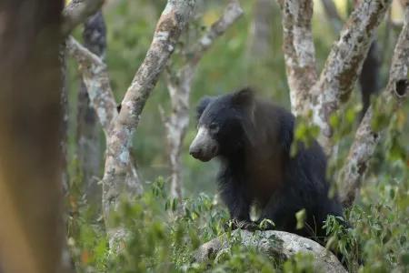 Bear Essentials of Biodiversity: From Passion to Empowerment