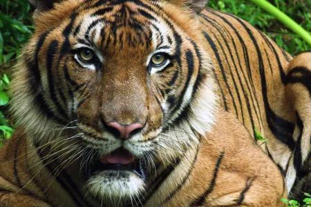 Groundbreaking Study Links Tiger Trafficking to Human Exploitation