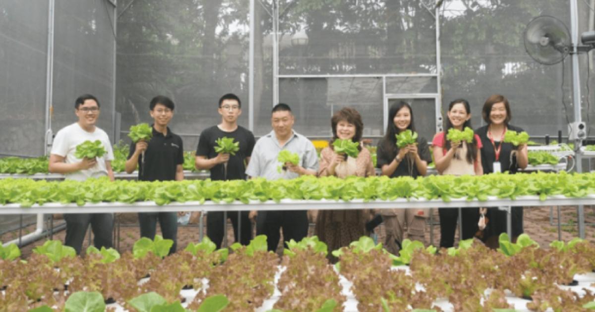 From Farm to Table: Sunway's FutureX Farm's First Harvest +