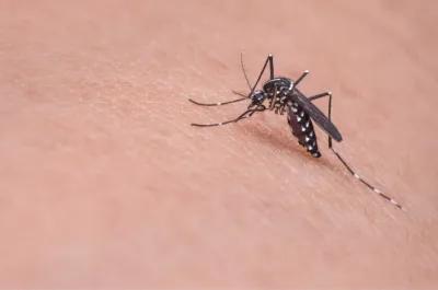 An Ongoing Battle with Dengue