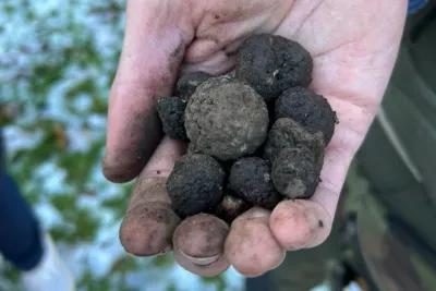 truffle hunting