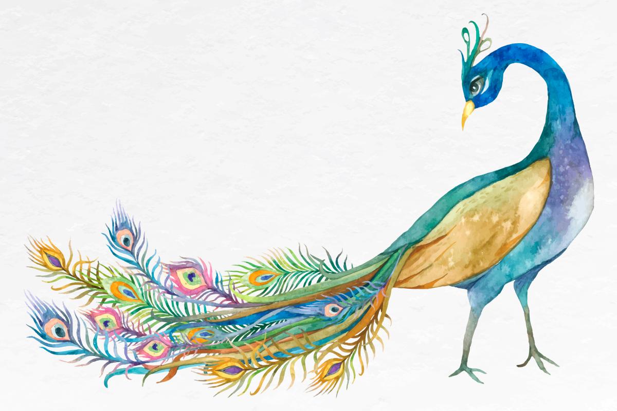 Peacock